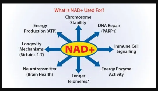 NAD for energy 8 What Are NAD Infusions?