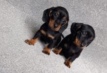 Dogsy: Your One-Stop Shop for Finding the Perfect Pup and Building a Dog-Friendly Life 5 Dogsy Streamlines Dog Adoption and Care for Fur Parents