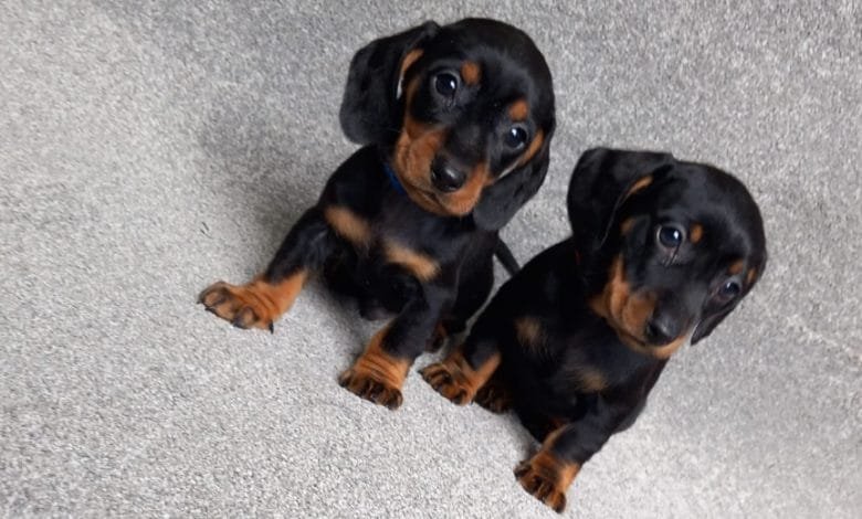 Dogsy: Your One-Stop Shop for Finding the Perfect Pup and Building a Dog-Friendly Life 1 Dogsy Streamlines Dog Adoption and Care for Fur Parents