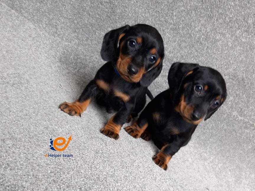 Dogsy: Your One-Stop Shop for Finding the Perfect Pup and Building a Dog-Friendly Life Dogsy Streamlines Dog Adoption and Care for Fur-Parents